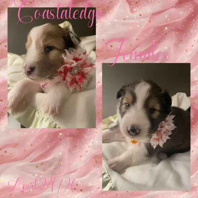 CKC Sheltie Puppies - Photo 5
