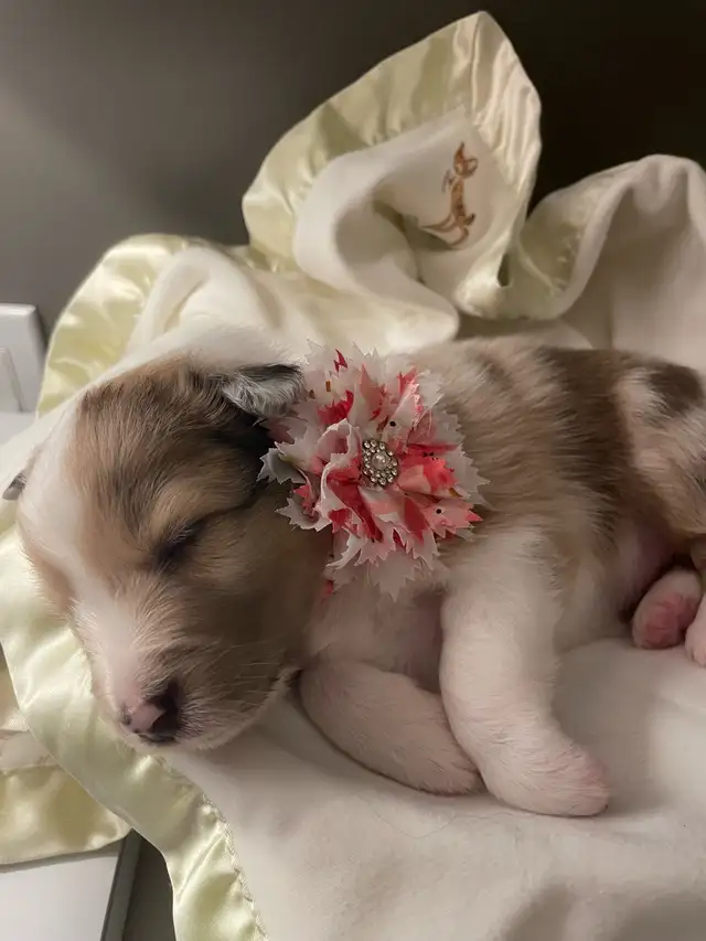 CKC Sheltie Puppies - Photo 6