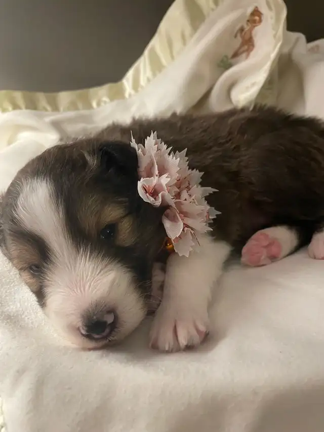 CKC Sheltie Puppies - Photo 7