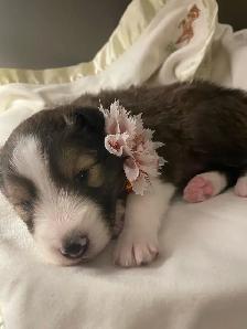 CKC Sheltie Puppies - Photo 7