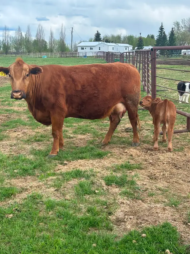 Cow/calf pair