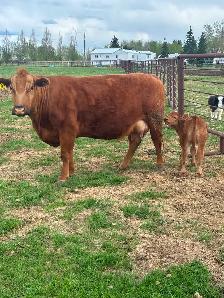 Cow/calf pair