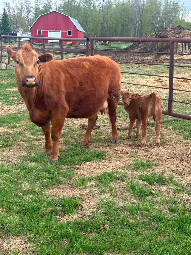 Cow/calf pair - Photo 2