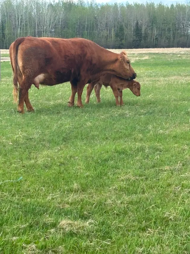 Cow/calf pair - Photo 3