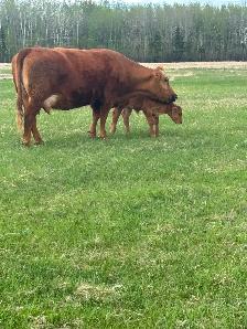 Cow/calf pair - Photo 3