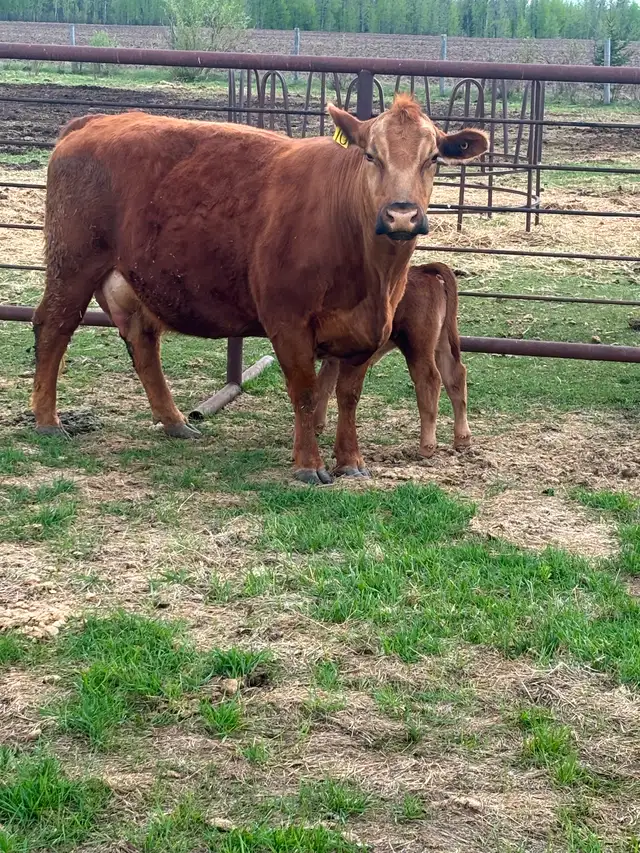 Cow/calf pair - Photo 4
