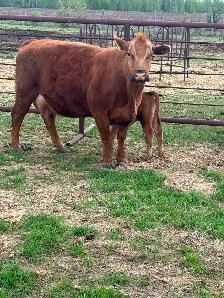 Cow/calf pair - Photo 4