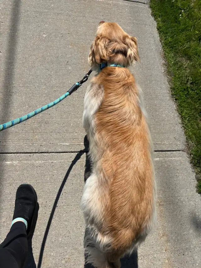 Insured pet sitter in Northumberland County - Photo 3