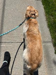 Insured pet sitter in Northumberland County - Photo 3
