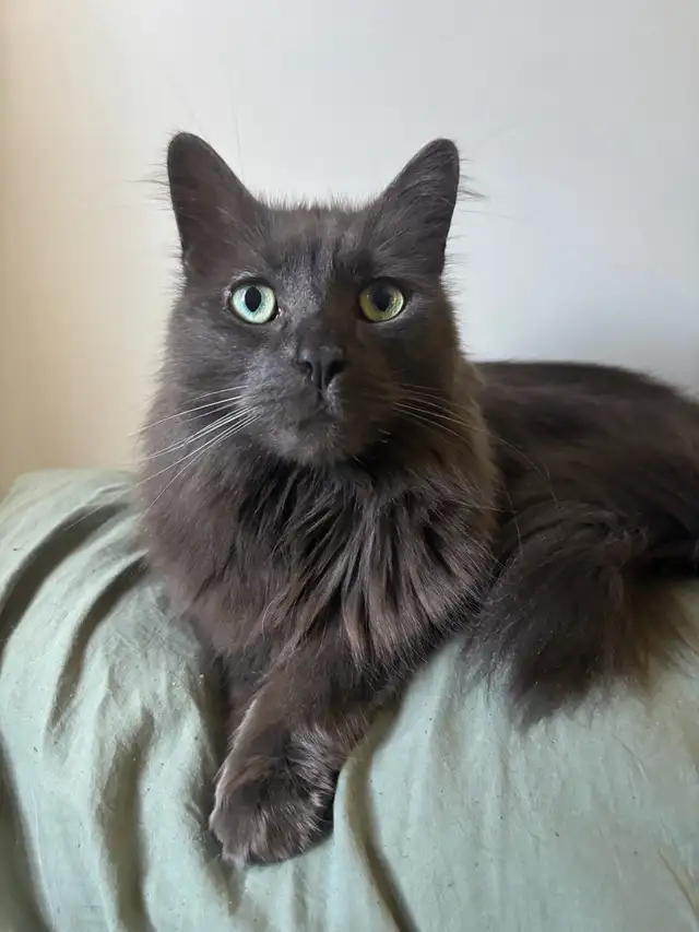 Insured pet sitter in Northumberland County - Photo 7