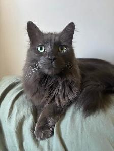 Insured pet sitter in Northumberland County - Photo 7