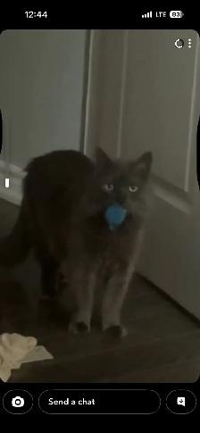 Insured pet sitter in Northumberland County - Photo 8
