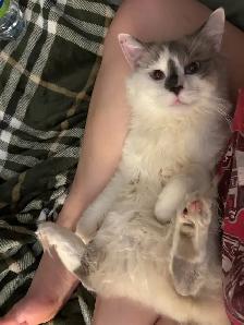 Insured pet sitter in Northumberland County - Photo 10