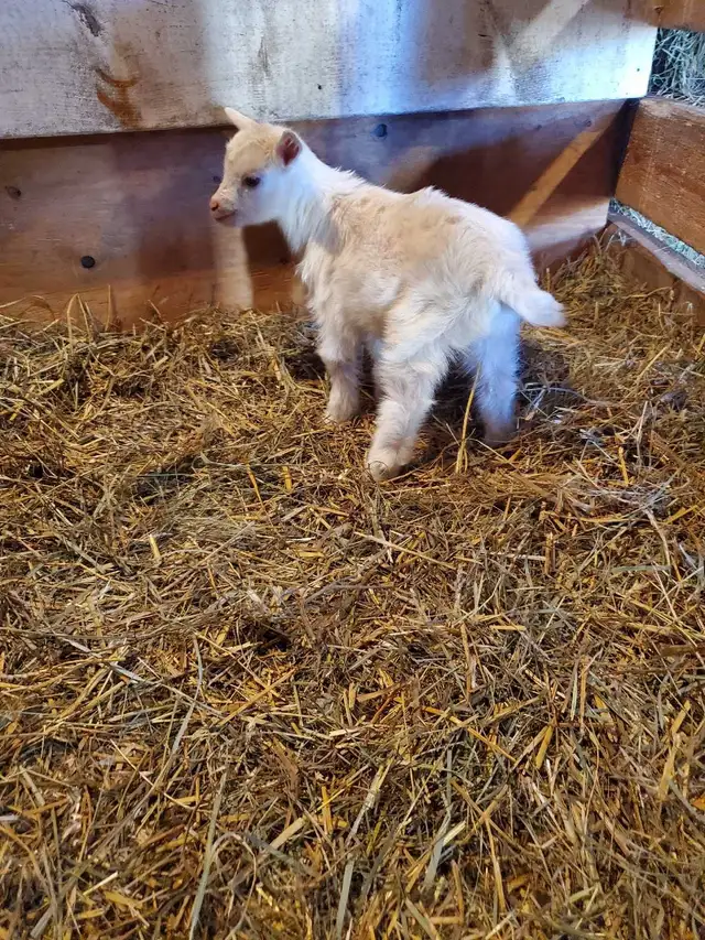Nigerian Dwarf baby
