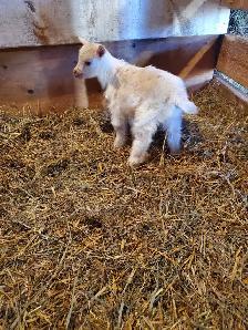 Nigerian Dwarf baby