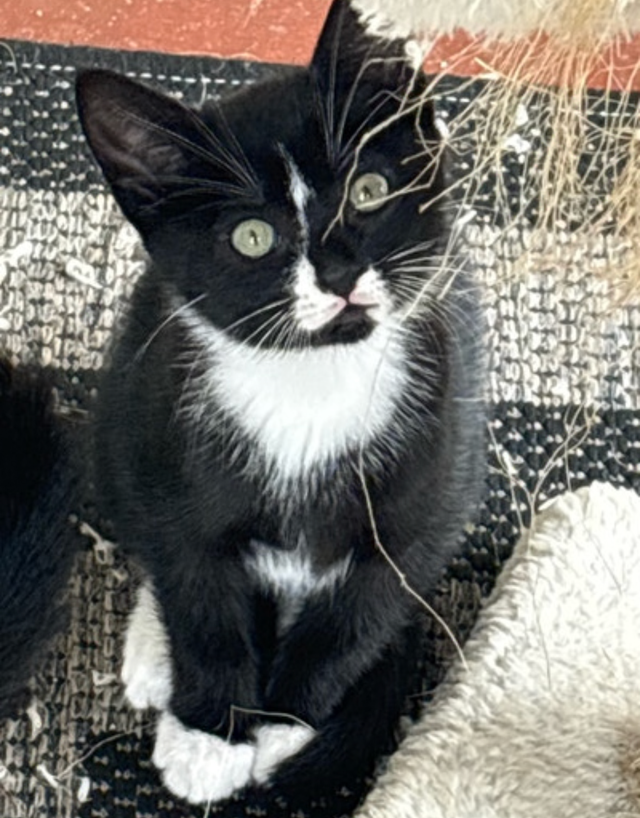 Kitten for Sale