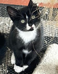 Kitten for Sale