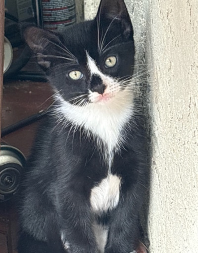 Kitten for Sale - Photo 2