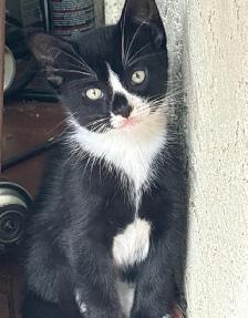 Kitten for Sale - Photo 2