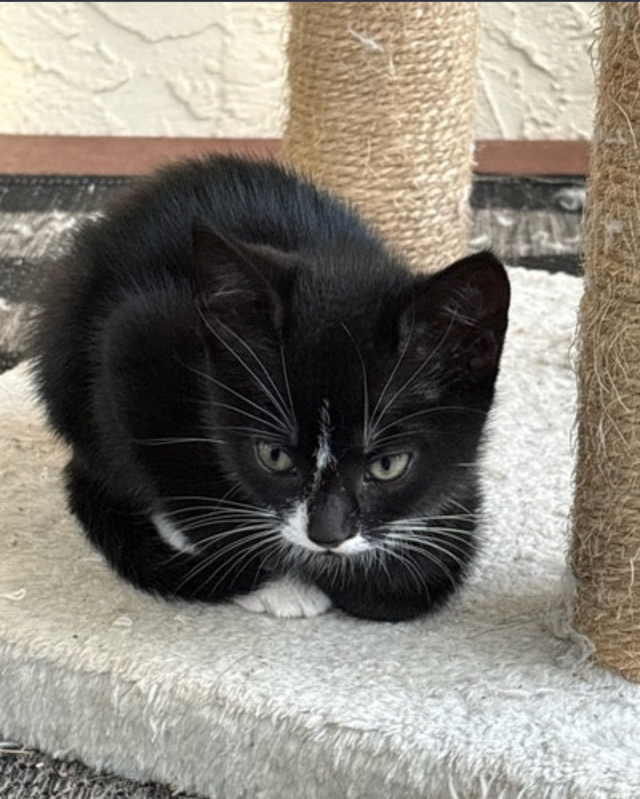 Kitten for Sale - Photo 3