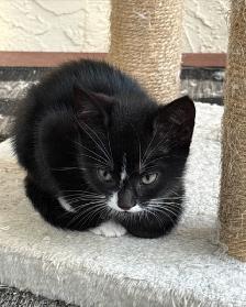 Kitten for Sale - Photo 3