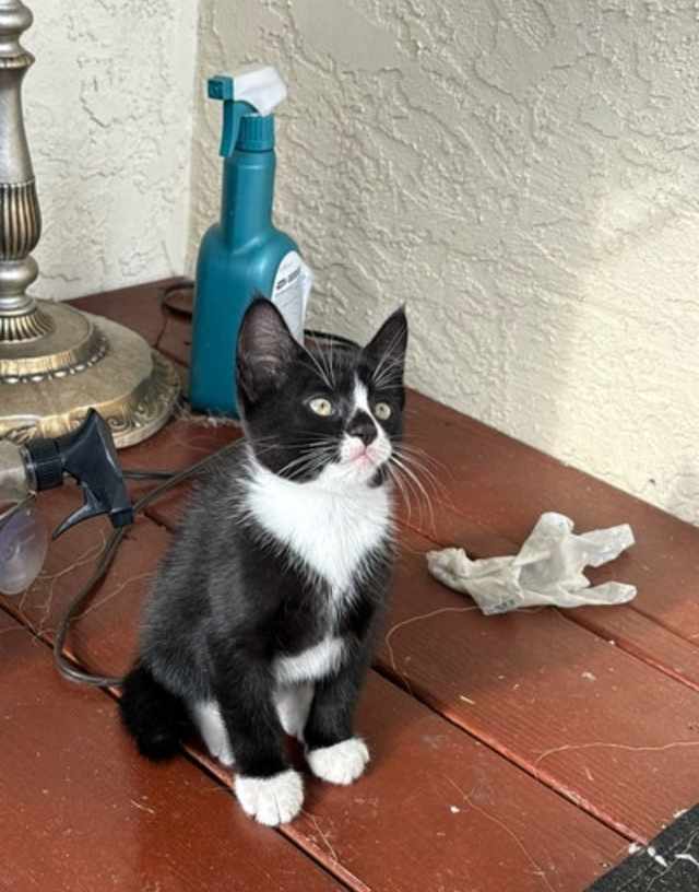 Kitten for Sale - Photo 4
