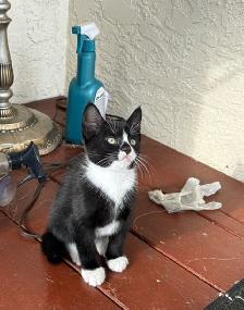 Kitten for Sale - Photo 4