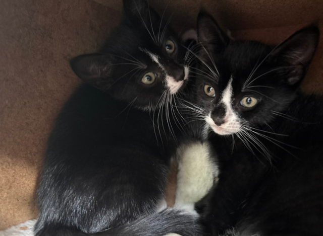Kitten for Sale - Photo 5