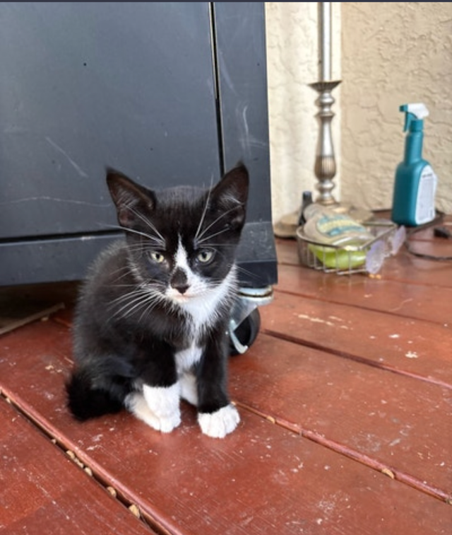 Kitten for Sale - Photo 6