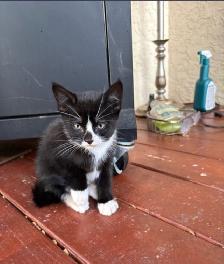 Kitten for Sale - Photo 6