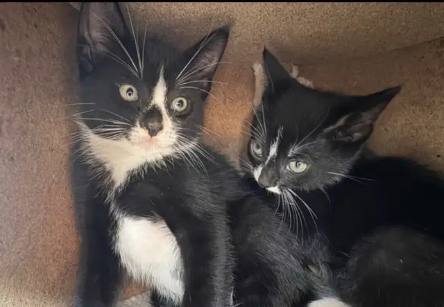 Kitten for Sale - Photo 7