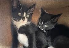 Kitten for Sale - Photo 7