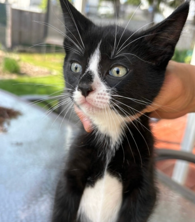 Kitten for Sale - Photo 8