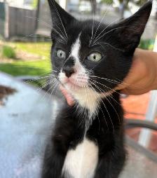 Kitten for Sale - Photo 8