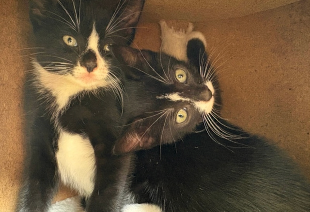 Kitten for Sale - Photo 9