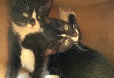 Kitten for Sale - Photo 9