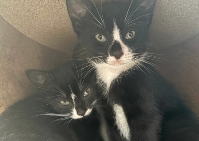 Kitten for Sale - Photo 10