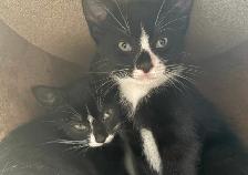 Kitten for Sale - Photo 10