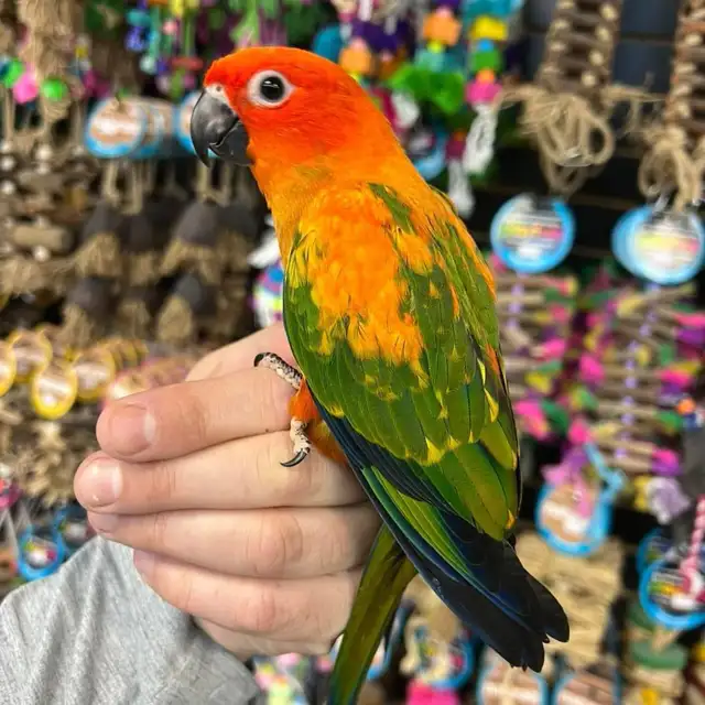 ❤️RED FACTOR SUN CONURE