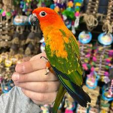 ❤️RED FACTOR SUN CONURE