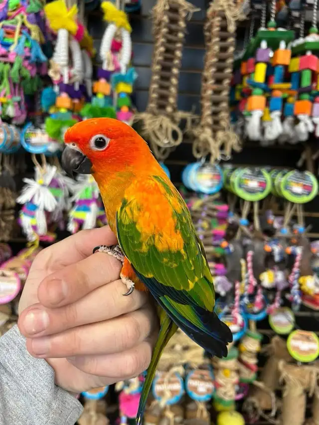 ❤️RED FACTOR SUN CONURE - Photo 2