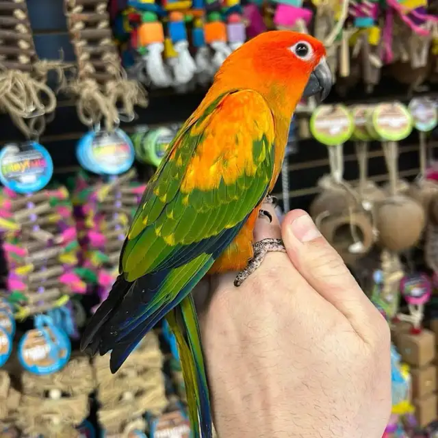 ❤️RED FACTOR SUN CONURE - Photo 3