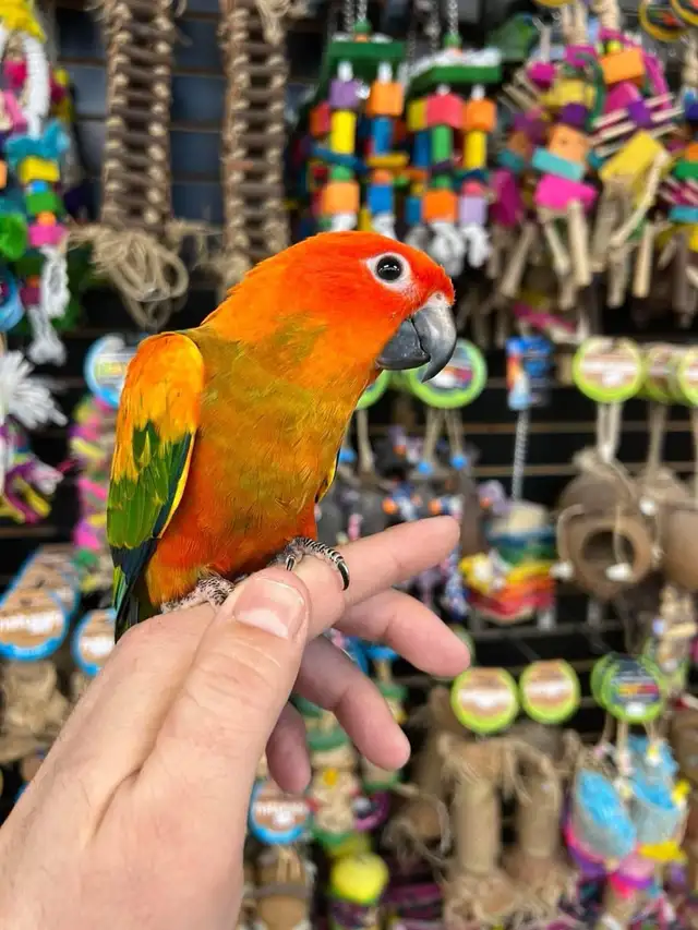 ❤️RED FACTOR SUN CONURE - Photo 4