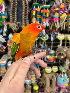 ❤️RED FACTOR SUN CONURE - Photo 4