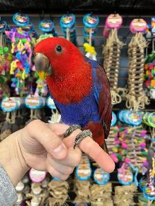SOLOMON ISLAND ECLECTUS ❤️