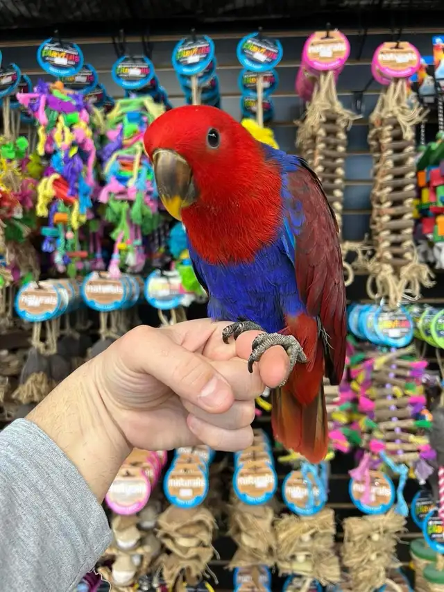 SOLOMON ISLAND ECLECTUS ❤️ - Photo 2
