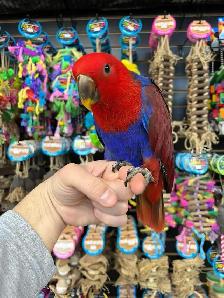 SOLOMON ISLAND ECLECTUS ❤️ - Photo 2