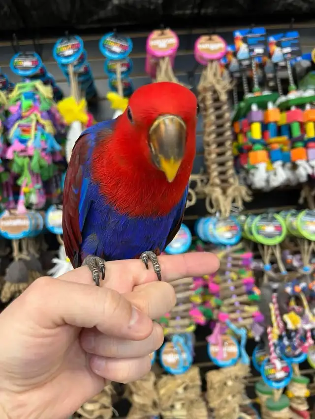 SOLOMON ISLAND ECLECTUS ❤️ - Photo 3