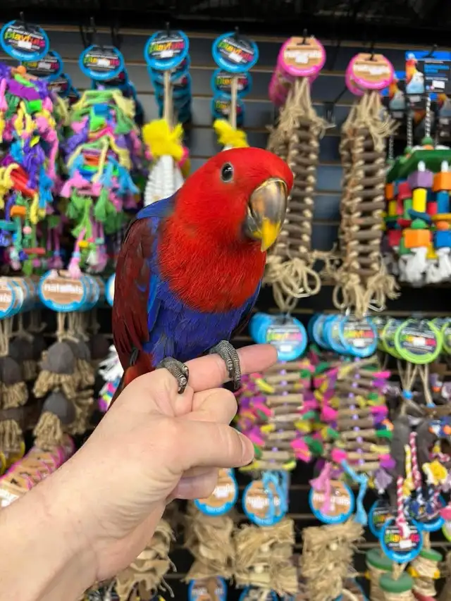 SOLOMON ISLAND ECLECTUS ❤️ - Photo 4