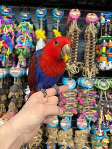 SOLOMON ISLAND ECLECTUS ❤️ - Photo 4